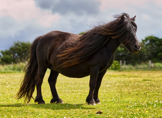 poni shetland caballo negro