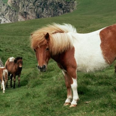 shetland ponis caballos pequeños