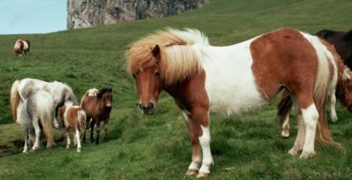 shetland ponis caballos pequeños