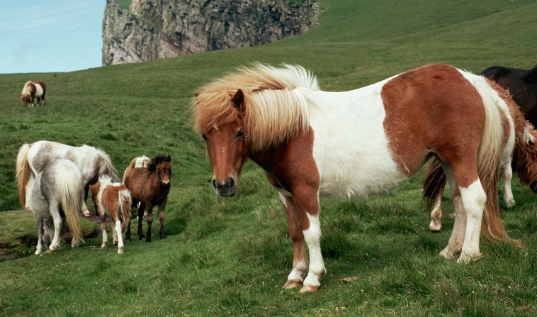 shetland ponis caballos pequeños