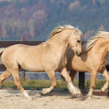 welsh caballos raza pequeña poni