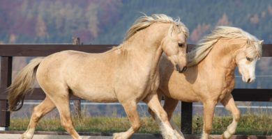 welsh caballos raza pequeña poni