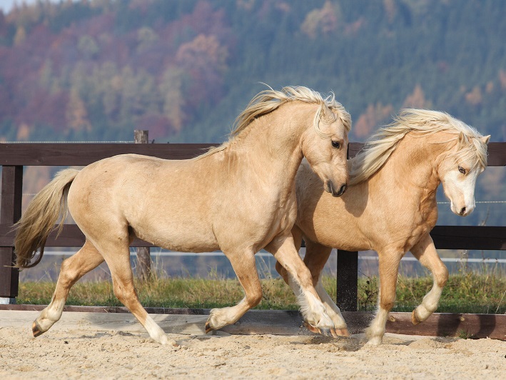 welsh caballos raza pequeña poni