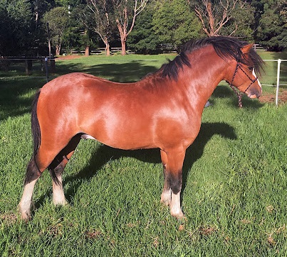 poni welsh color rojo